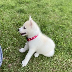 Meet your Posher, Henry